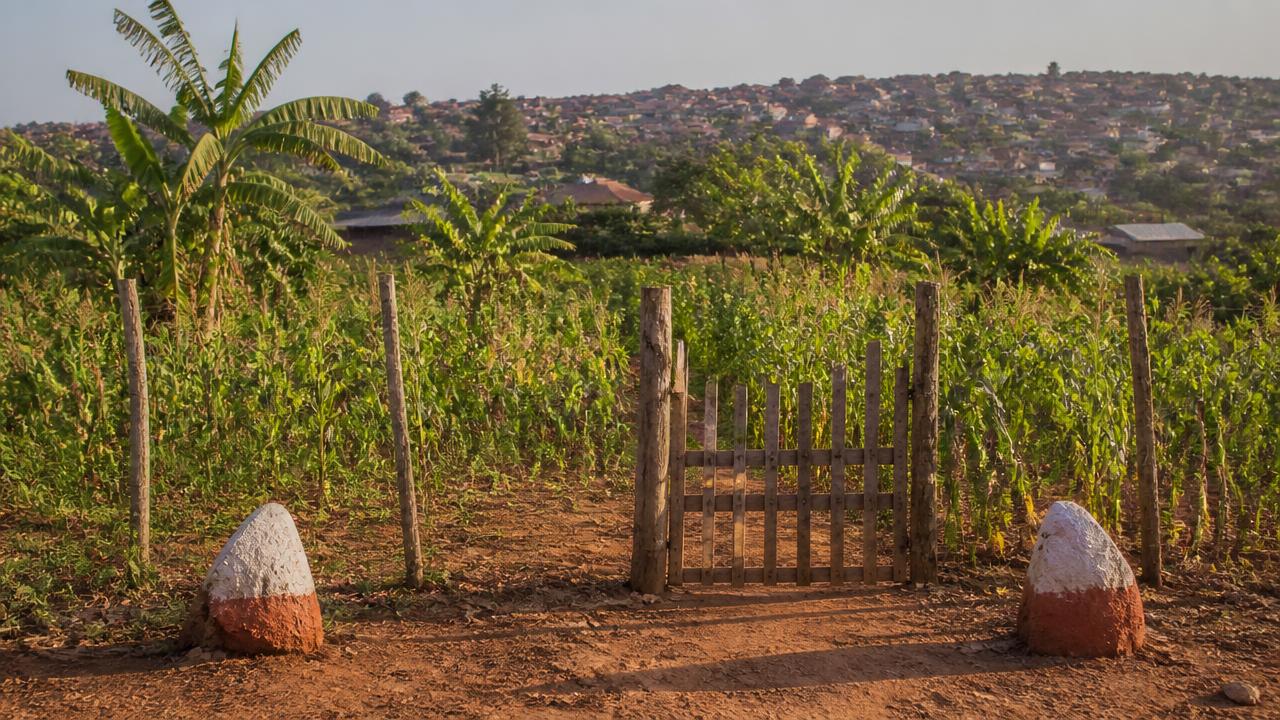 A fenced plot of unregistered land planted with maize and bananas on the edge of a Ugandan town